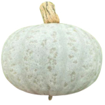 Kabocha Silver F1